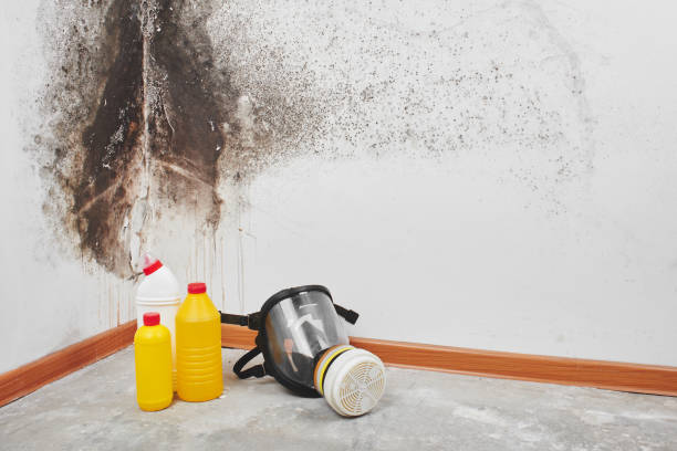 Best Certified Mold Removal  in Fulda, MN