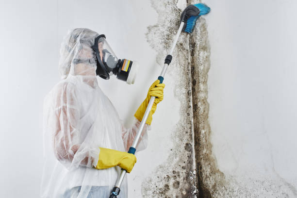 Best Mold Testing  in Fulda, MN