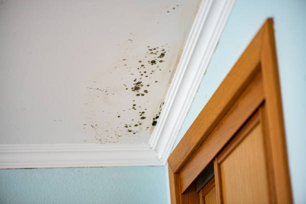 Best Local Mold Removal Service  in Fulda, MN