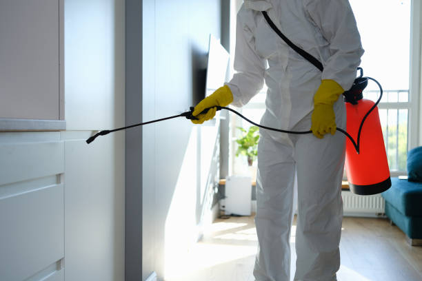 Best Black Mold Removal  in Fulda, MN