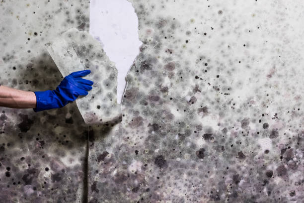 Certified Mold Removal in Fulda, MN