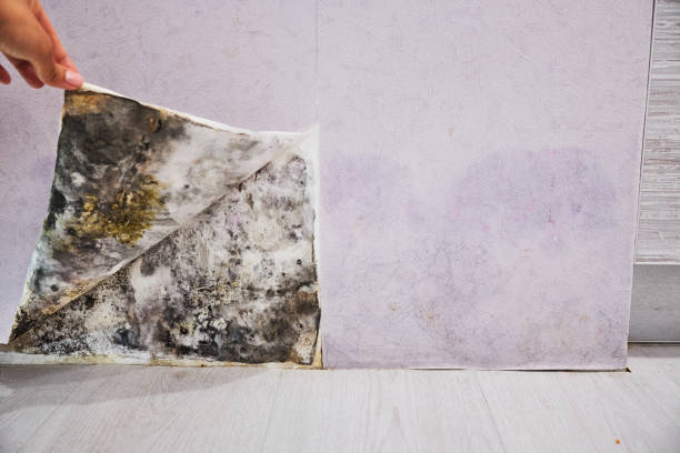 Best Commercial Mold Removal  in Fulda, MN